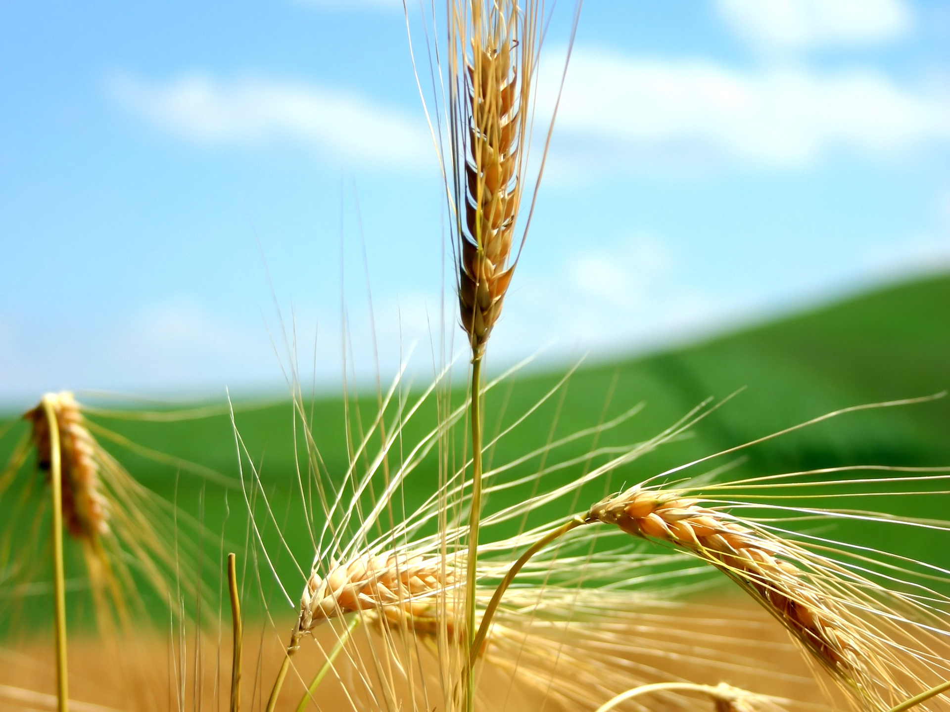 Agrinsieme: il coordinamento tra Alleanza delle coop agricole, Cia e Confagricoltura