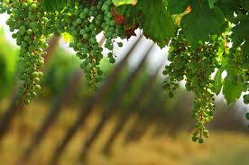 Le migliori cooperative vitivinicole campane al Vinitaly