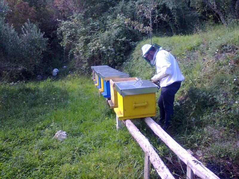 Cooperativa Monte Cervati: l’impresa dei giovani che allevano le api e producono miele