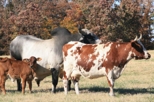 mucche-al-pascolo